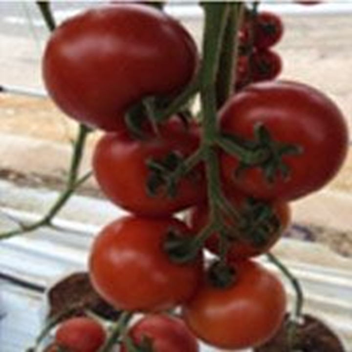 Picture for category Tomato