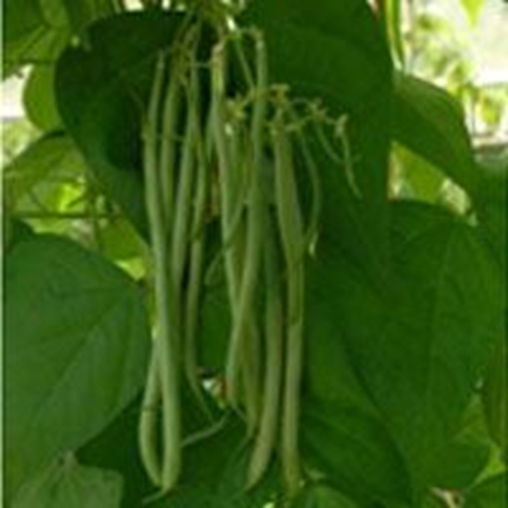 Picture for category French Bean