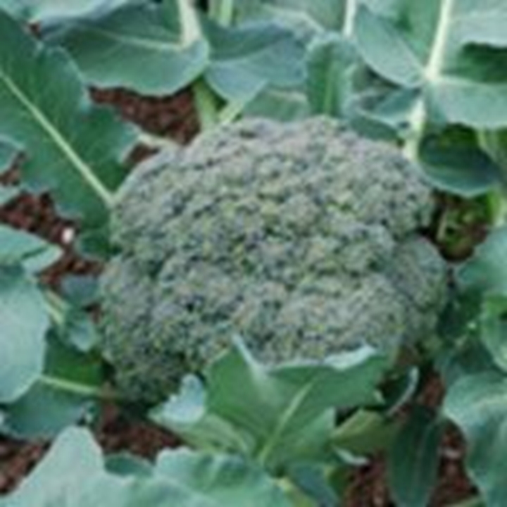 Picture for category Broccoli