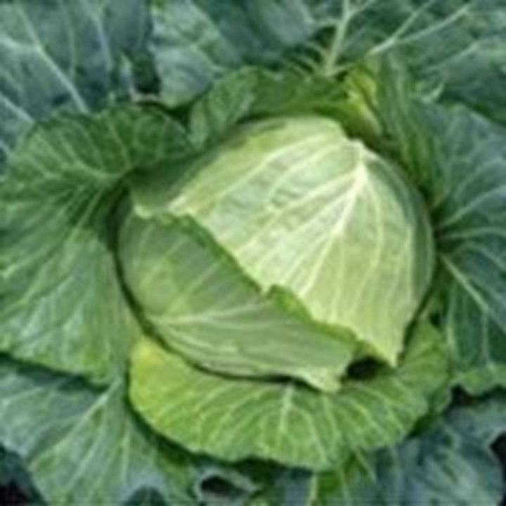 Picture for category Cabbage