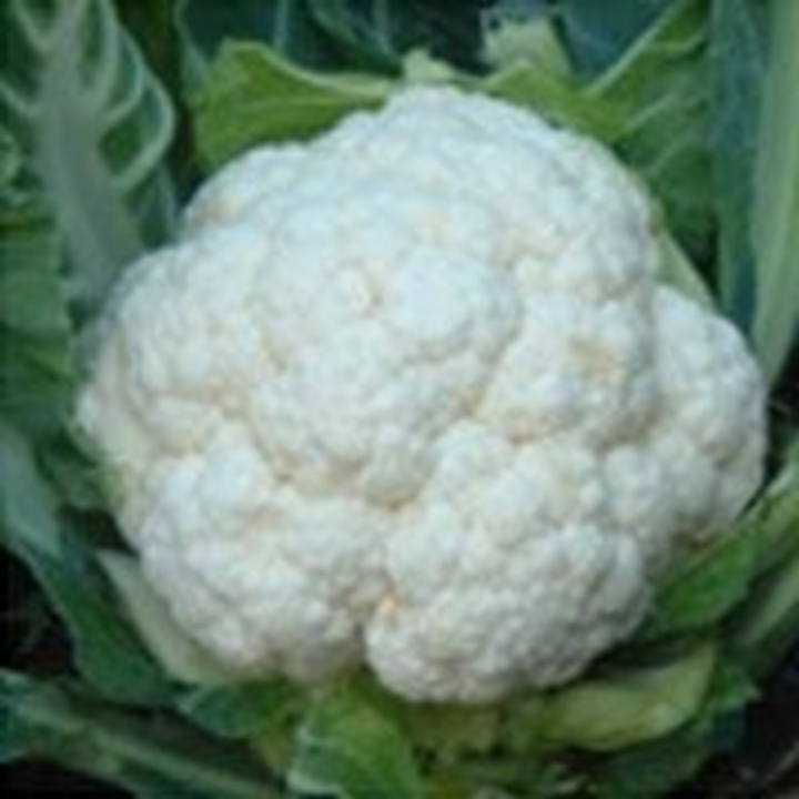 Picture for category Cauliflower