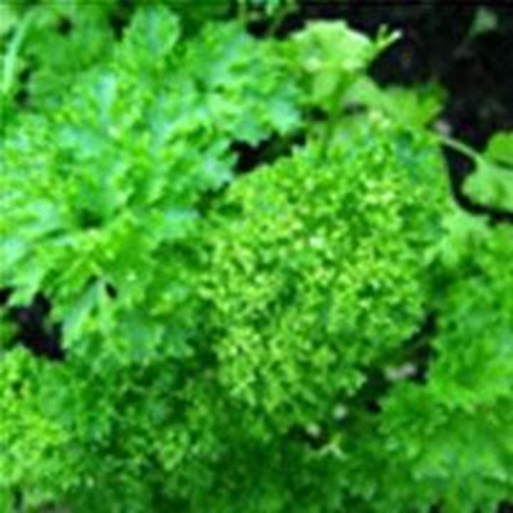 Picture for category Chinese Parsley