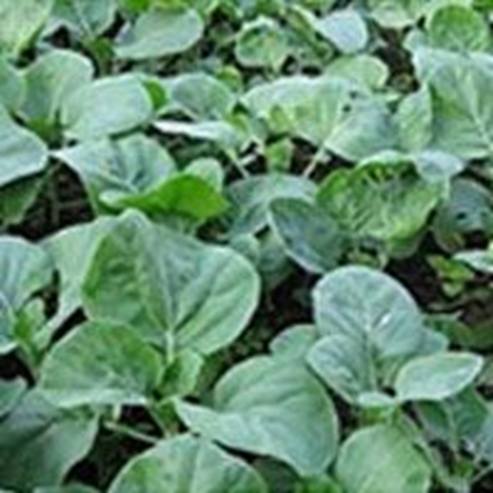 Picture for category Chinese kale