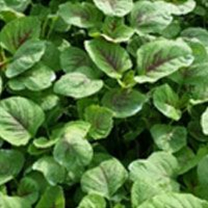 Picture for category Chinese Spinach