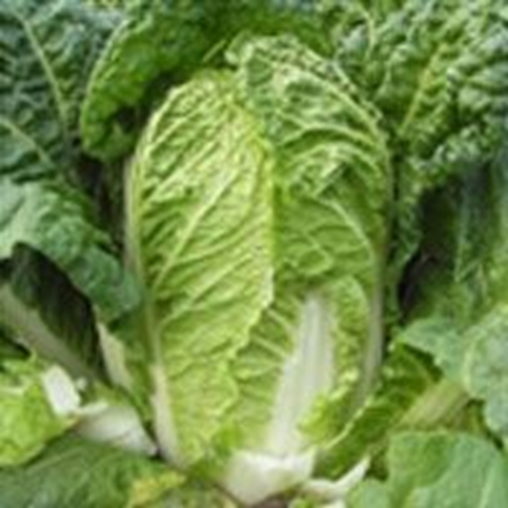 Picture for category Chinese White Cabbage