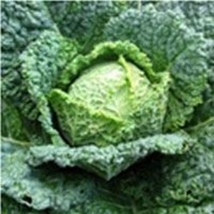 Picture for category Curly Cabbage