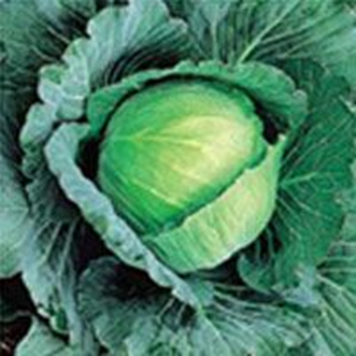 Picture for category Green Cabbage