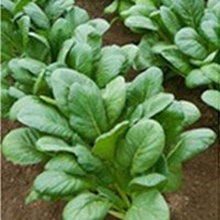 Picture for category Leaf Mustard