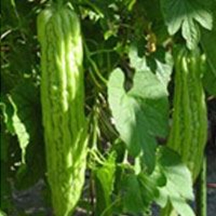 Picture for category Bitter Gourd