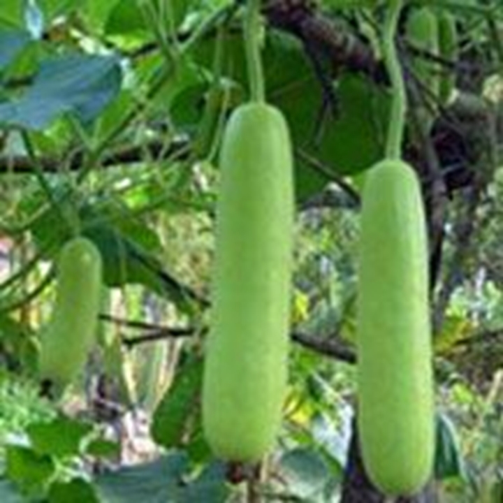 Picture for category Bottle Gourd