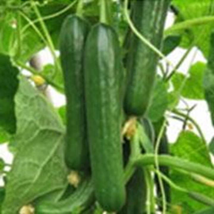 Picture for category Japanese Cucumber