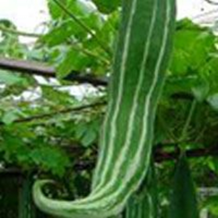 Picture for category Snake Gourd