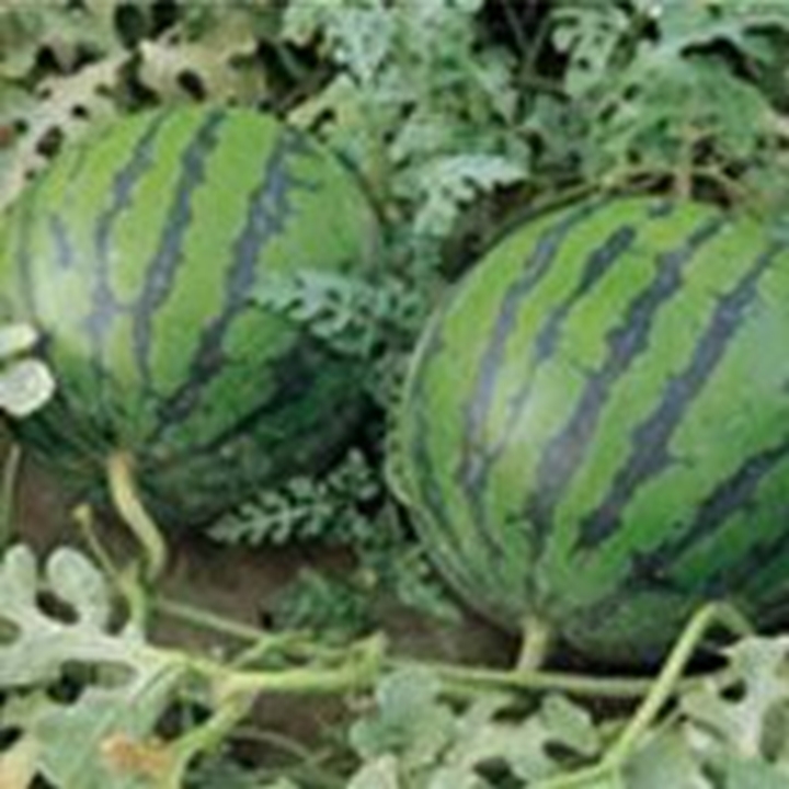 Picture for category Watermelon