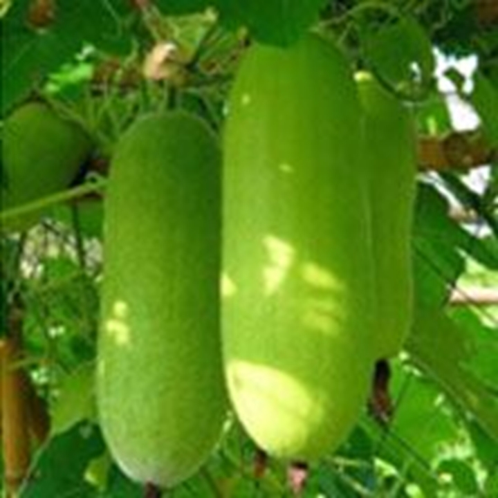 Picture for category Wax Gourd