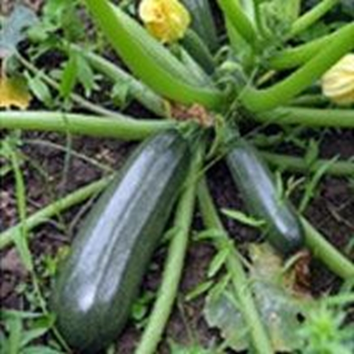 Picture for category Zucchini