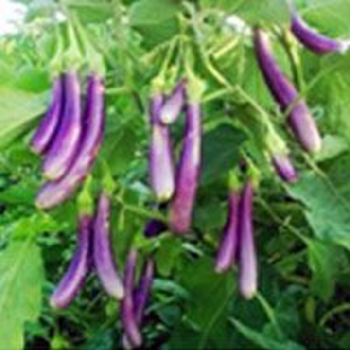 Picture for category Brinjal