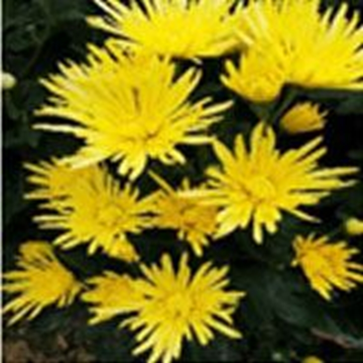 Picture for category Chrysanthemum