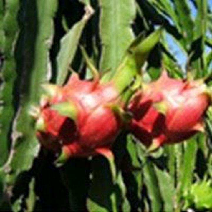 Picture for category Dragon Fruit