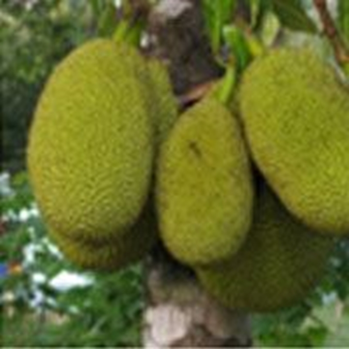 Picture for category Jackfruit