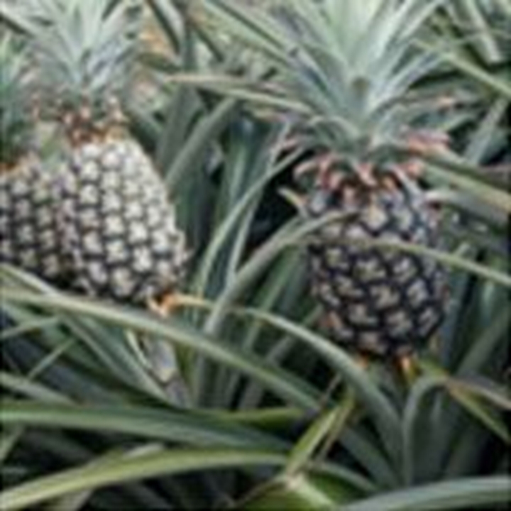 Picture for category Pineapple