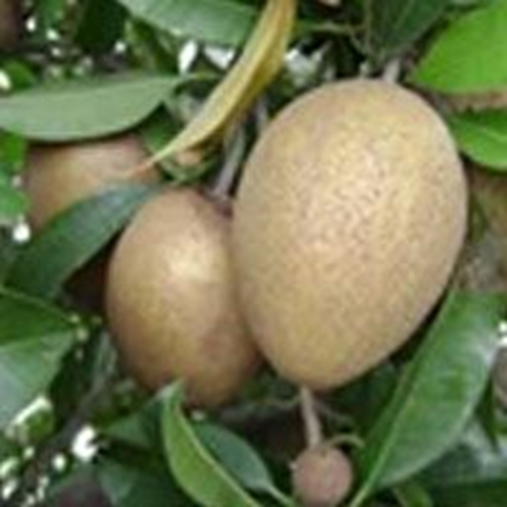 Picture for category Sapodilla