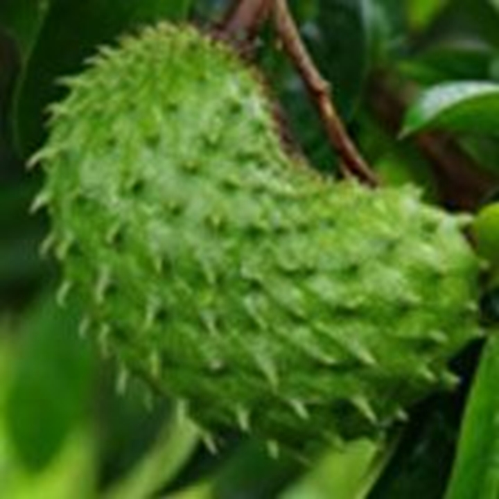 Picture for category Sour Sop