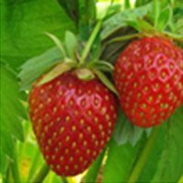 Picture for category Strawberry