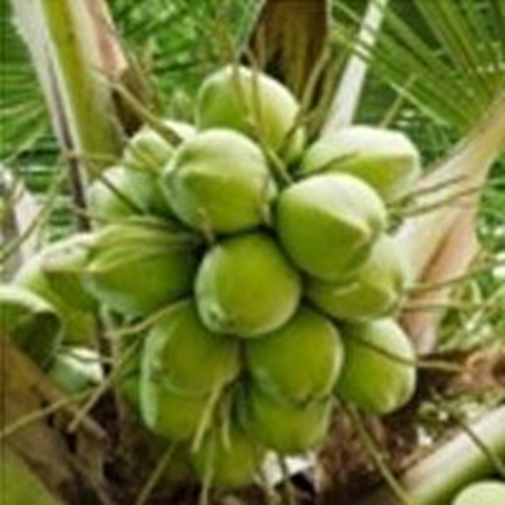 Picture for category Coconut