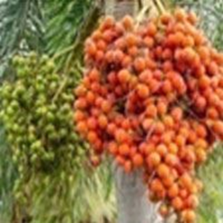 Picture for category Areca Nut