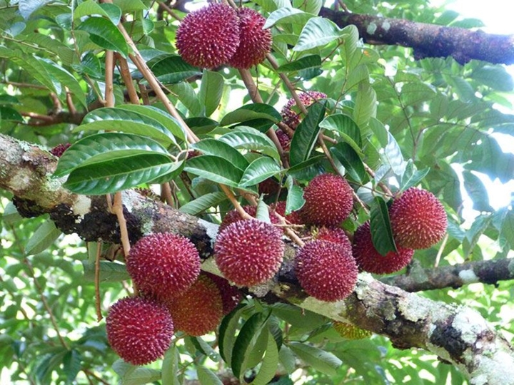 Picture for category Pulasan