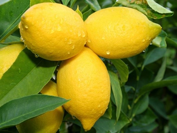 Picture for category Lemon