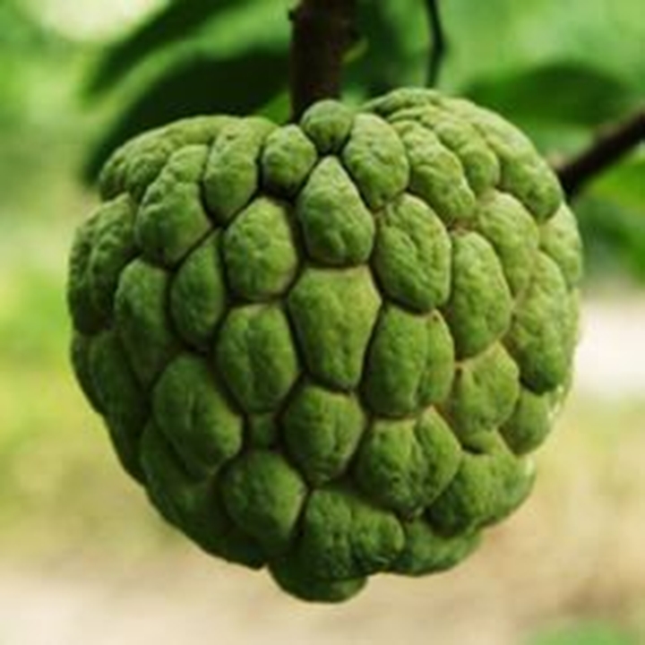 Picture for category Custard Apple