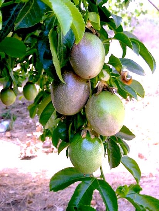 Picture for category Passion Fruit