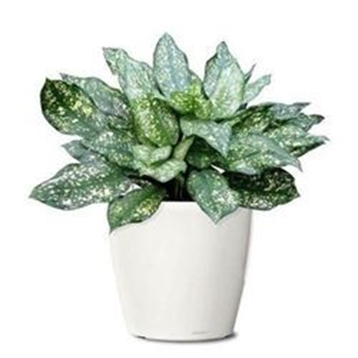 Picture for category Flower / Potted Plant