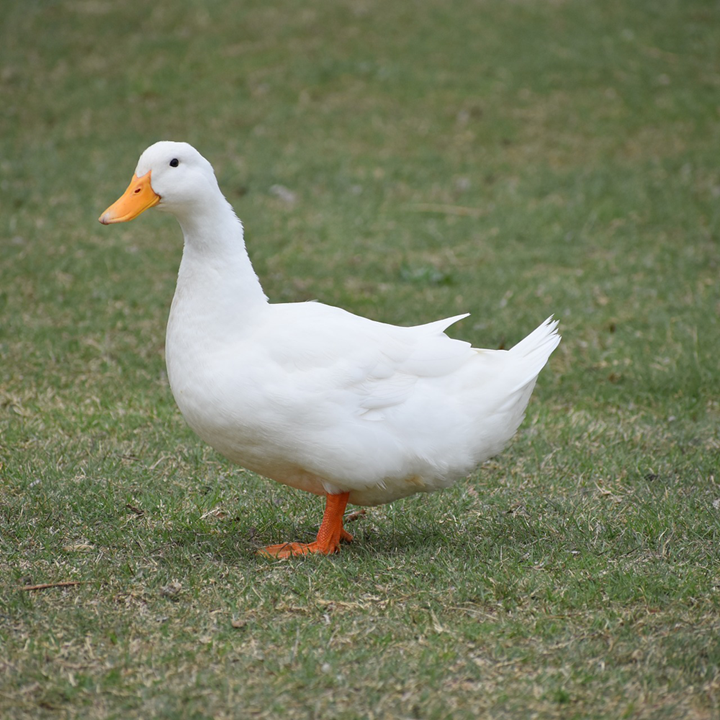 Picture for category Duck