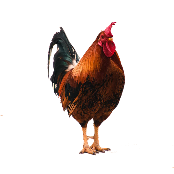 Picture for category Chicken