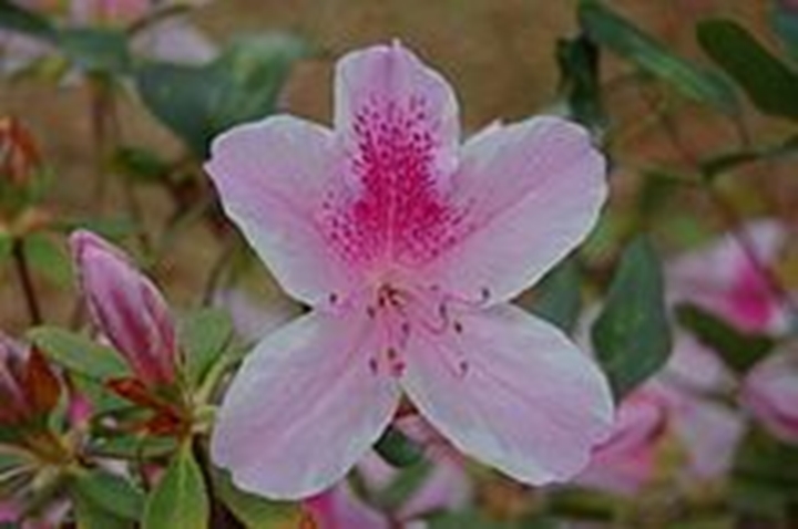 Picture for category Azaleas