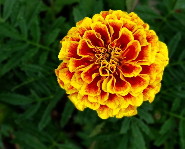 Picture for category Marigolds