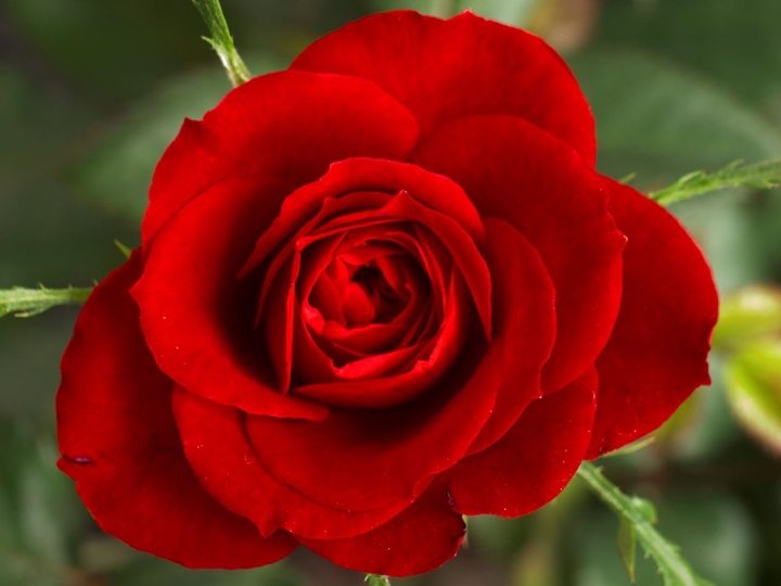 Picture for category Rose