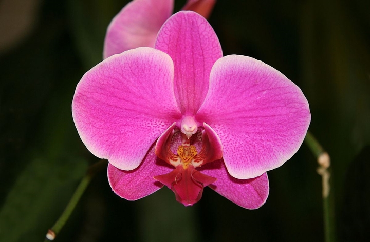 Picture for category Orchid