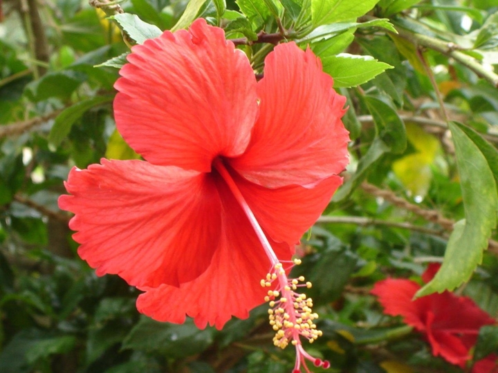 Picture for category Hibiscus