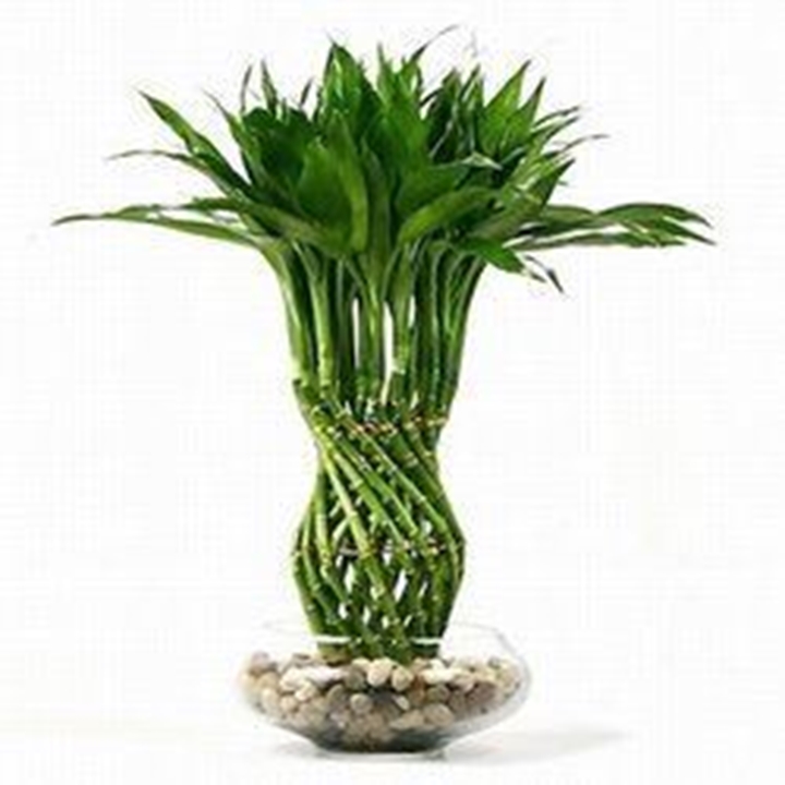 Picture for category Decorative plant