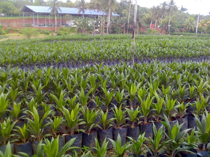 Picture for category Oil palm (nursery)