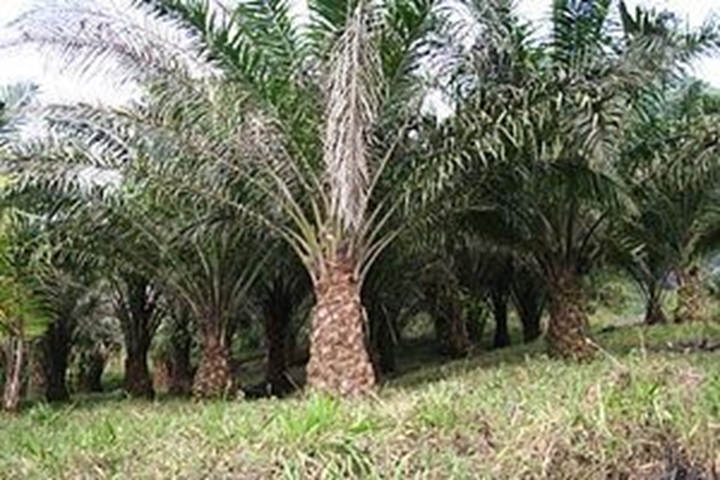 Picture for category Oil palm (<1.5years)