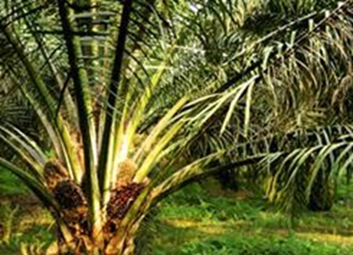 Picture for category Oil palm (<2years)