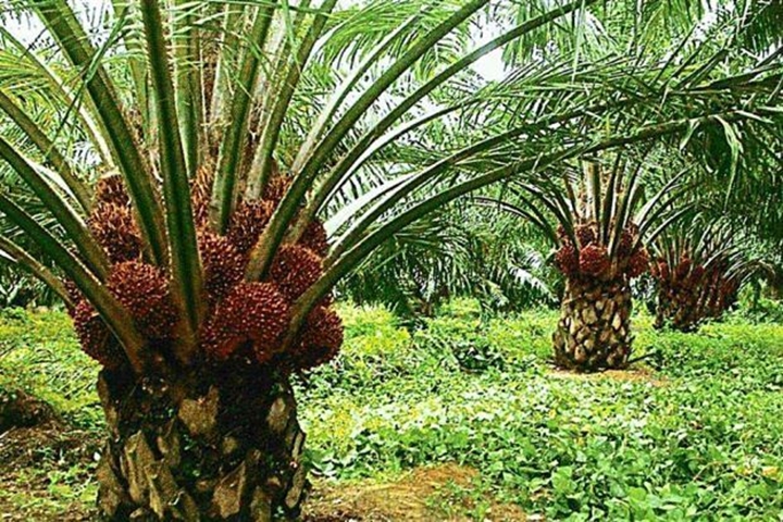 Picture for category Oil palm (>2years)