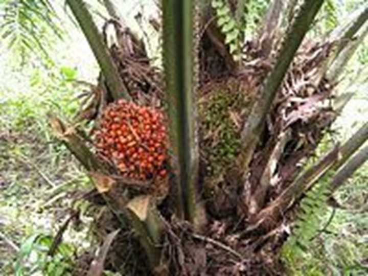 Picture for category Oil palm (<6years)