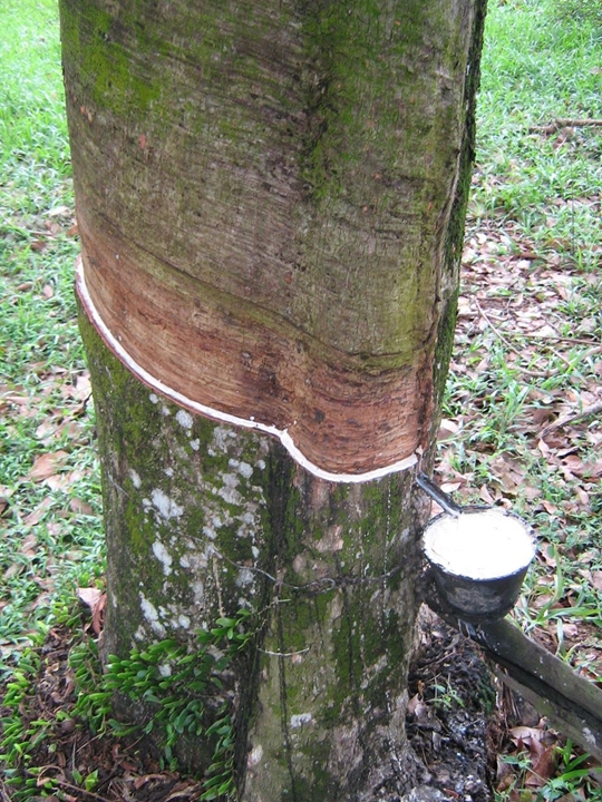 Picture for category Rubber tree